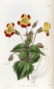 The image shows toothed leaves and yellow flowers, the petal tips splotched with red.  Botanical Register f.1674, 1834.