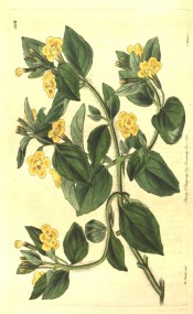 Illustrated are toothed leaves and pale yellow flowers, lightly dotted with brown.  Botanical Register f.1118, 1828.