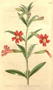 Shown are toothed, ovate leaves and red, single flowers with a white throat.  Curtis's Botanical Magazine t.3655, 1838.