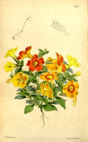 The image depicts a number of cultivars of Mimulus in shades of red and yellow.  Curtis's Botanical Magazine t.5478, 1864.