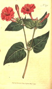 Illustrated are the broadly lance-shaped leaves and bright red funnel-shaped flowers.  Curtis's Botanical Magazine t.371, 1797.