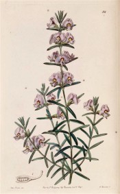 Figured are linear leaves and axillary or terminal spikes of reddish-purple, pea-like flowers.  Botanical Register f.58, 1841.