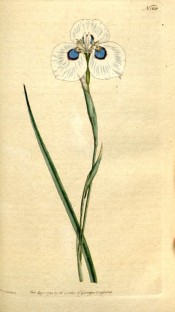 Figured is a sword-shaped leaf and iris-like white flower with prominent blue eye.  Curtis's Botanical Magazine t.168, 1791.