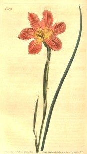 Figured is a wiry leaf and cup-shaped orange flower.  Curtis's Botanical Magazine t.1033, 1807.