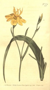 Figured are sword-shaped leaves and iris-like yellow flower.  Curtis's Botanical Magazine t.771, 1804.