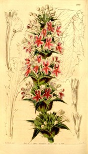 The image shows a thistle-like flower head with masses of red, long-tubed flowers.  Curtis's Botanical Magazine t.4092, 1844.