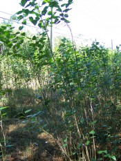 The photograph shows a plantation of suckering white mulberries in Vietnam.  Photograph Colin Mills.