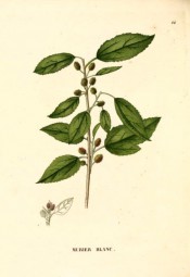 Figured are toothed, ovate leaves and small, axillary, red-green fruits.  Saint-Hilaire Arb. pl.44, 1824.