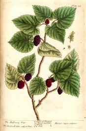 The figure shows ovate, toothed leaves and deep red, cylindrical fruits.  Blackwell pl.126, 1737.