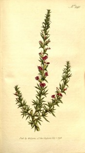 illustrated are the small clustered leaves and axillary, purplish flowers.  Curtis's Botanical Magazine t.340, 1796.