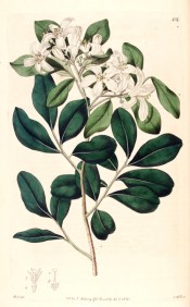 Figured are pinnate leaves and terminal corymb of pure white, star-like flowers.  Botanical Register f.434, 1820.