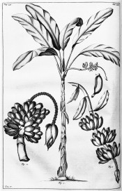 The line drawing depicts a banana tree and bunches of ripe fruit.  Herbarium Amboinense vol.5, t.61/1741-50.