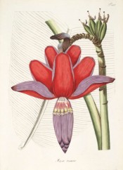Depicted is the brilliant red flower with purple markings.  Jacquin Sch. iv pl.445, 1797-1804.