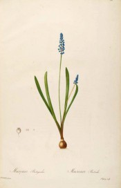 Shown are semi-erect, spoon-shaped leaves and raceme of spherical bright blue flowers. Redout? Les Liliac?es Plate 361, 1802-15.