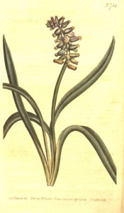 Shown are strap-like leaves and pitcher-shaped, white flowers with a bluish tinge.  Curtis's Botanical Magazine t.734, 1804.