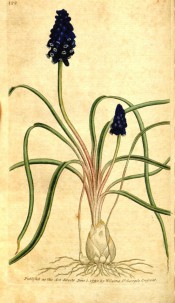 Shown are cylindrical leaves and dense racemes of blue-black flowers with white mouths. Curtis's Botanical Magazine t.122, 1790.