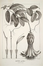 This black and white image shows ovate leaves and pendant, daisy-like flower.  Humboldt & Bonpland vol.1 p.177.