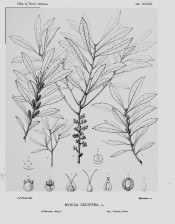 The diagrams show narrow, lance-shaped leaves, flowers and fruits.  Silva of North America vol.9, pl.459, 1891.