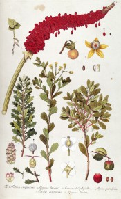 A number of plants are figured together with flowers and fruits in some detail.   Jacquin pl.1, 1809.