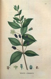 Figured are the glossy ovate-lanceolate leaves, white flowers and black berries.  Saint-Hilaire Tr. pl.108, 1825.