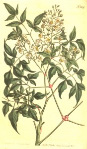 Figured are reddish stems, pinnate leaves and upright panicles of white flowers.  Curtis's Botanical Magazine t.1109, 1808.