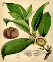 Shown are elliptic leaves, saucer-shaped apricot and crimson flowers and woody fruit.  Curtis's Botanical Magazine t.4387, 1848.
