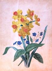 The image shows narcissus with bright yellow perianth and orange-red cup with blue Forget-me-Not.  Courtesy Pacita Alexander