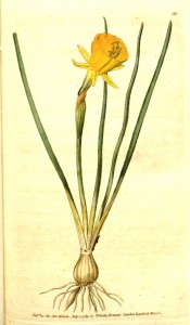 Shown are bulb, leaves and bright yellow flower with small perianth and large trumpet.  Curtis's botanical Magazine t.88, 1789.