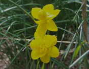 The photograph shows 2 double narcissi with bright yellow flowers.