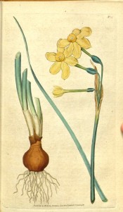 Illustrated are bulb, narrow leaf and bright yellow flower with small cup.  Curtis's Botanical Magazine t.15, 1787.