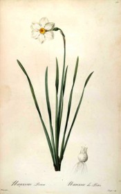 Shown are narrow leaves and flower with a white perianth and small, yellow, red-edged corolla.  Redouté L pl.160, 1802-15.