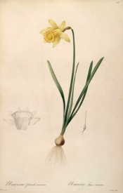 Illustrated is a daffodil, bulb, leaves and flower with yellow perianth and long yellow trumpet.  Redouteé L pl.158, 1802-15.