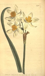 Illustrated is a narcissus with white perianth and deep yellow cup.  Curtis's Botanical Magazine t.948, 1806.