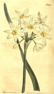 Illustrated is a narcissus with white perianth and small, pale yellow cup.  Curtis's Botanical Magazine t.1188, 1809.