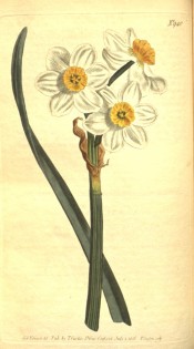 Illustrated is a leaf and flowers with white perianth and frilly orange cup.  Curtis's Botanical Magazine t.940, 1806.