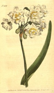 Shown are flowers with white perianth segments interspersed with yellow corona.  Curtis's Botanical Magazine BM t.1011, 1807.