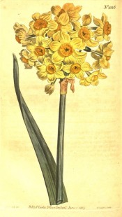 Shown are flowers with sulphur-yellow perianth segments and orange-yellow corona.  Curtis's botanical Magazine t.1026, 1807.