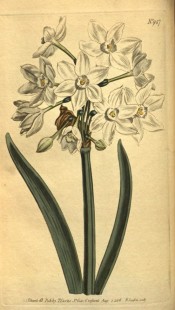 the image shows leaves and an umbel of many white flowers with small cup.  Curtis's Botanical Magazine t.947, 1806.