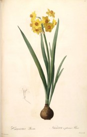 Shown is multiflora narcissus with yellow perianth and orange cup + bulb and leaves.  Curtis's Botanical Magazine t.1299, 1805.