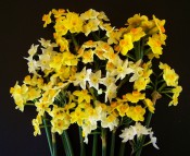 The photograph shows a wide range of tazettiform narcissi in shades of white, yellow and orange. Photo Colin Mills.