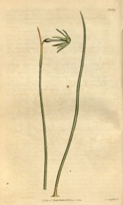 Shown are a leaf and flower with narrow, reflexed green segments and small green cup.  Curtis's Botanical Magazine t.1687, 1814.