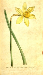 Illustrated are leaf and bright yellow daffodil with spreading perianth and medium cup. Curtis's Botanical Magazine t.121, 1790.