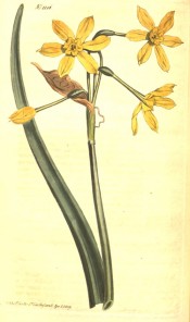 Shown are  a leaf and flowers with a bright yellow perianth and small, yellow corolla.  Curtis's Botanical Magazine t.1186,1809.