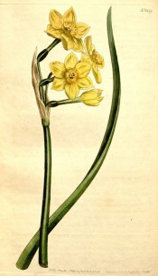 Illustrated is a narcissus with yellow perianth and deep yellow cup.  Curtis's Botanical Magazine t.1299, 1805.