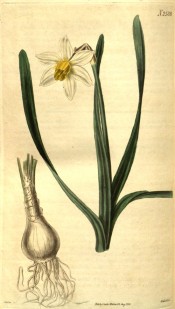 Depicted are bulb, leaves and bloom with white perianth and long yellow corona.  Curtis's Botanical Magazine t.2588, 1825.