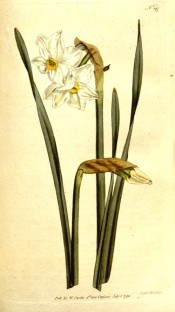 Shown are  leaves and two flowers with a white perianth and small, yellow corolla.  Curtis's Botanical Magazine t.197,1792.
