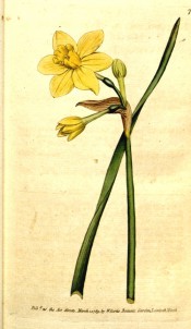 Illustrated are leaf and bright yellow daffodil with a small trumpet.  Curtis's Botanical Magazine t.78, 1789.