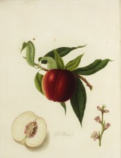 Figured is a deep red nectarine, leaves, flowers and section showing white flesh. Pomona Londinensis pl.1, 1818.