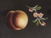 Figured is a nectarine with greenish skin, flushed muddy red, and pink flowers. Pomona Britannicus pl.34, 1812.