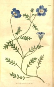 Depicted is a straggling plant with divided leaves and bright blue single flowers.  Curtis's Botanical Magazine t.3485, 1836.